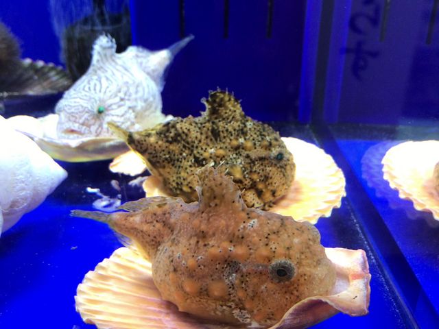 �����I�z�[�c�N�̐�����_�I�z�[�c�N���X��