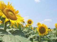 a񂳂̒ÓЂ܂Lւ̓eʐ^1