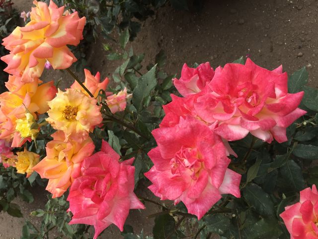 낢ȎނKN炢Ă܂B_[YK[fՂׂ