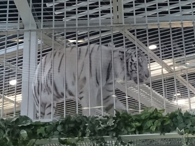 �z���C�g�^�C�K�[_NIFREL�i�j�t�����j