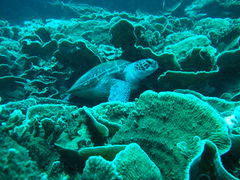 �l��������������̉��v���_�C�r���O�K�C�h�@�}�����N���u�J�C�I���q�A�ւ̓��e�ʐ^1