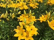 悳̃Xm[N[YI[Y̓eʐ^1