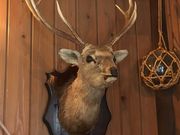 swan̒TΔȃ{[gnEX̓eʐ^3