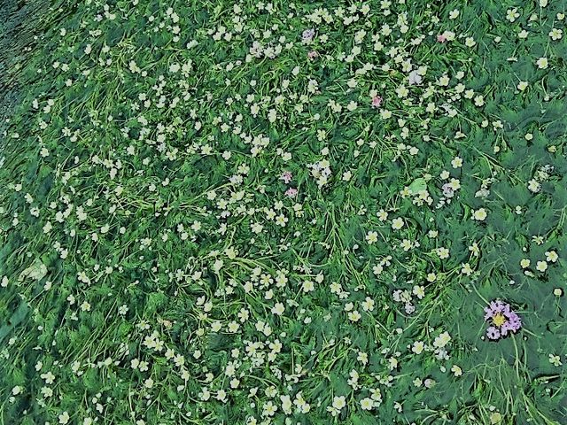 ɗh锒ȉԁB~ԑB㗬痬ĂSgFYB_En̔~ԑ