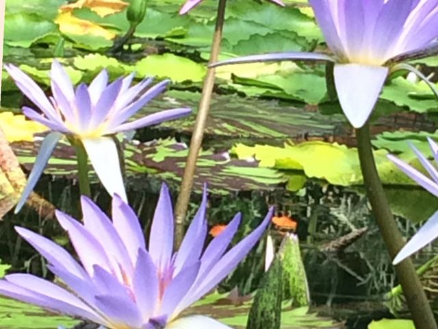 �����ɂ͔M�����@���炢�Ă܂����B_���Îs�������A�������݂��̐X