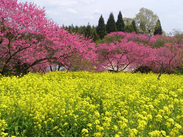 ɂ񂱐搶̃EXJCt@[̓eʐ^1