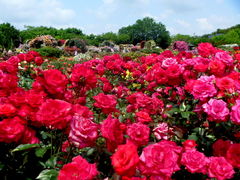 ���낢�Ԃ��B����̋����o�����ւ̓��e�ʐ^1