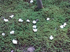 �Ђ낳��̎����@�ւ̓��e�ʐ^1