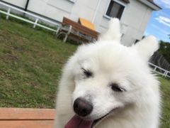 犬猫エリアだけでも大満足 那須どうぶつ王国の口コミ じゃらんnet