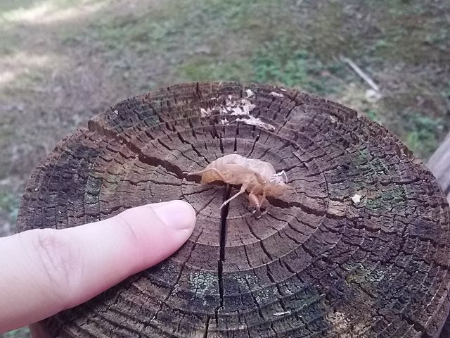 cNcN{EV̒Ek_TRTVCp[N