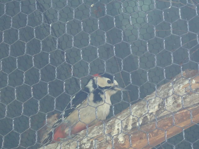 �A�J�Q���i����Ȃɋ߂��Ō�����Ƃ́I�j_���R������