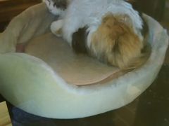 bN}̋Muwi܃~[WA jւ̓eʐ^1