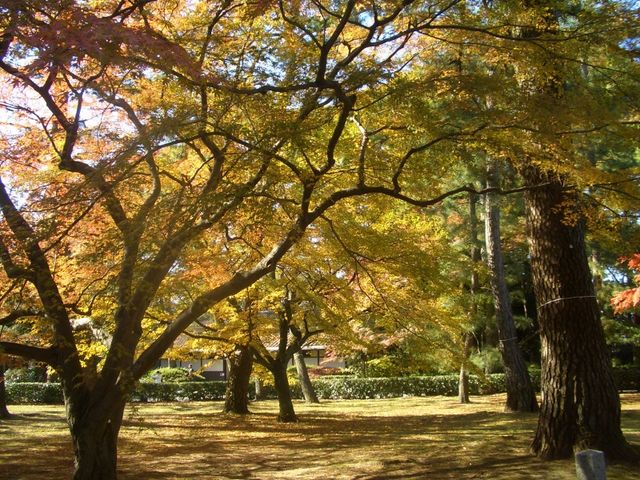 秋の御苑_京都御苑