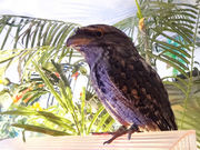 KPṼtNEJtF AE̐X HtX̓eʐ^2