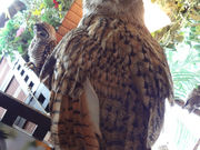 KPṼtNEJtF AE̐X HtX̓eʐ^4