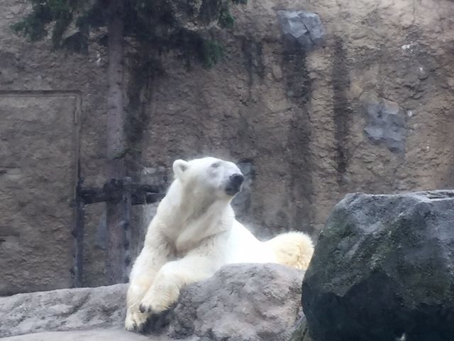 �V���N�}_���R������