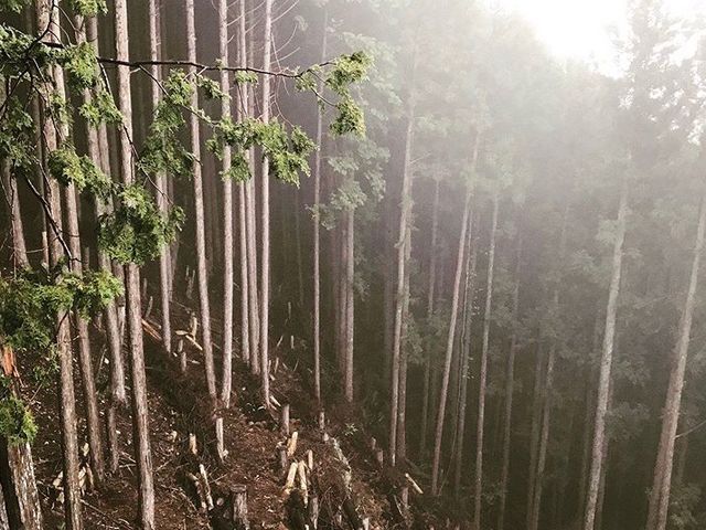 ���z�I_���쎩�R�����H