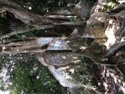 �A�W�̃^�^�L����̃T�L�V�}�X�I�E�m�L�̓��e�ʐ^1