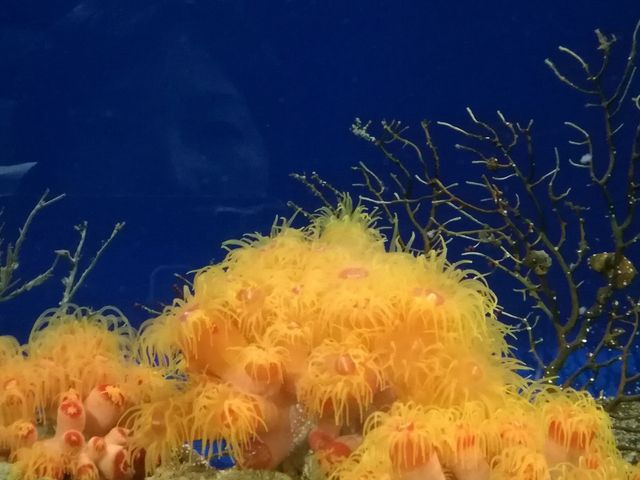 �C�\�M���`���N
�Ԃ��炢�Ă�悤�Ȏp���Y��_���֎s�������̂��������فE�C����