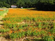 ������̖ʔ��R�g�t��k�J�U���H�̓��e�ʐ^2