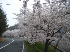 kakuさんの羽高湖の桜の投稿写真1
