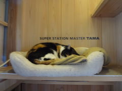 Ђ낳̋Muwi܃~[WA jւ̓eʐ^2