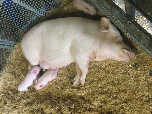 ܂ꂽĂ̓؂̐Ԃ_|{q@tHgD[i