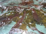 micky7777̓̉w V˂񂾂s̓eʐ^3