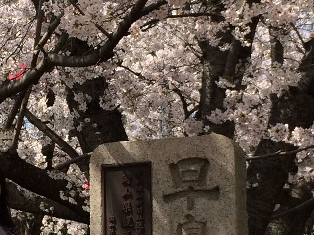 早島公園の桜 アクセス 営業時間 料金情報 じゃらんnet