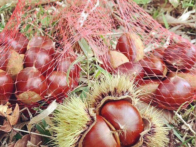 񂿂񂳂̌IRI ђ̓eʐ^1