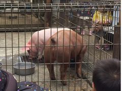 ポニーに乗れる 相模原麻溝公園ふれあい動物広場の口コミ じゃらんnet