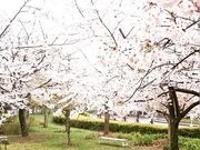 񂿂񂳂JT y{΂YƊЁz̓eʐ^1