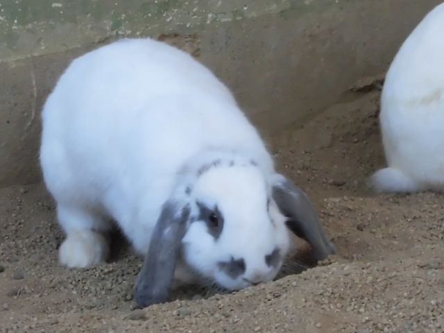 �F_�a�̎R�����������