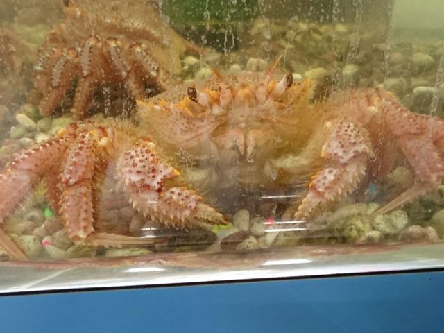 ���уK�j�̂t�e�n�L���b�`���[_���H�t�B�b�V���[�}���Y���[�tMOO�EEGG