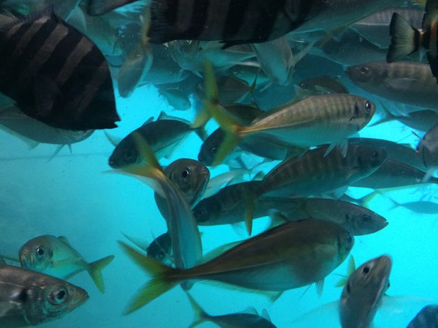 ���R�L���ȋ�\��p_��\��p�V���D���