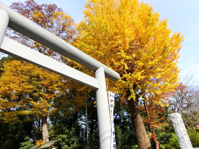 C`E̖؂ƂĂ݊܂B_J_{