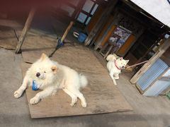 Ăꂳ̂⏤Xւ̓eʐ^1