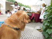 ǂ񂿂񂳂̔xt@[}[Yg}g̓eʐ^1