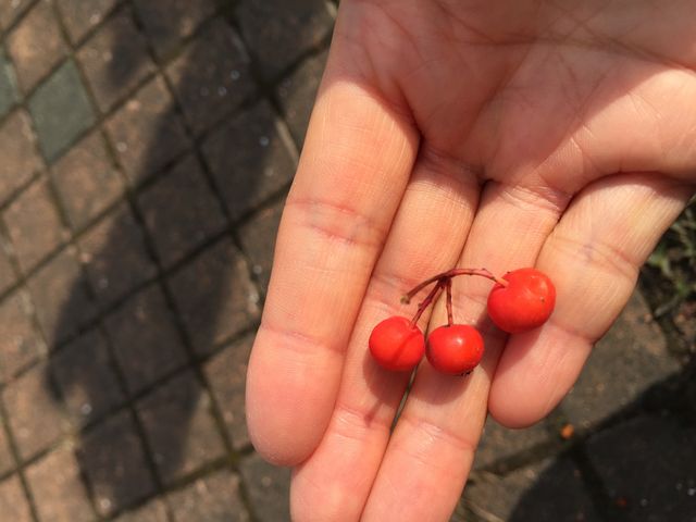 Ȃȁ[񂳂̋̃iiJ}h̓eʐ^1