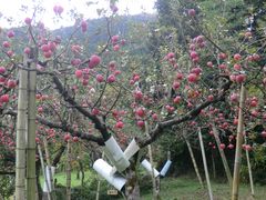 ももりんちょさんの三原りんご園／りんごの投稿写真1
