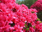 Ă񂳂̕xmڂ񉀂̃{^̓eʐ^2