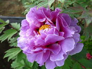 Ă񂳂̕xmڂ񉀂̃{^̓eʐ^3