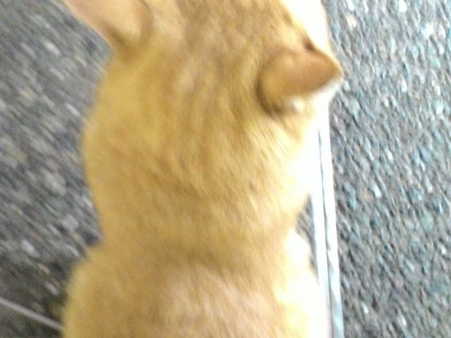 �ŔL�����_���{�h���t�B���Z���^�[