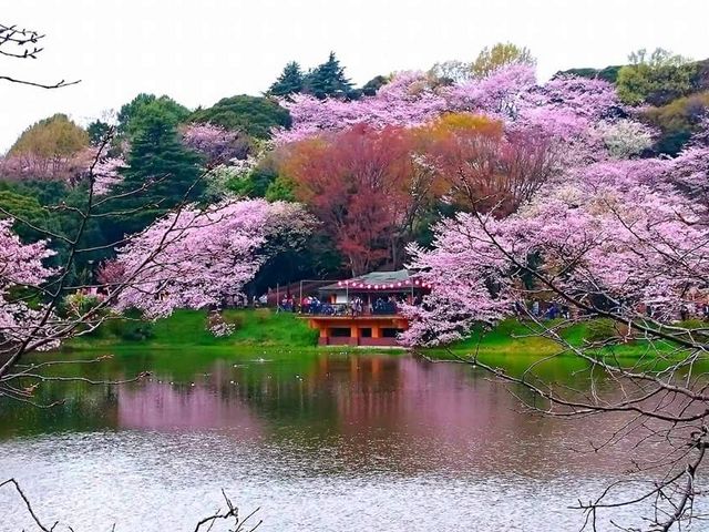 三ツ池公園の桜 アクセス 営業時間 料金情報 じゃらんnet