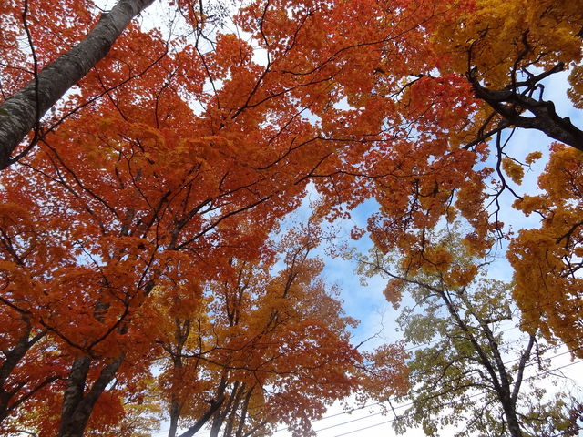 ���̎�����g�t���Y��_�x┌΃r�W�^�[�Z���^�[