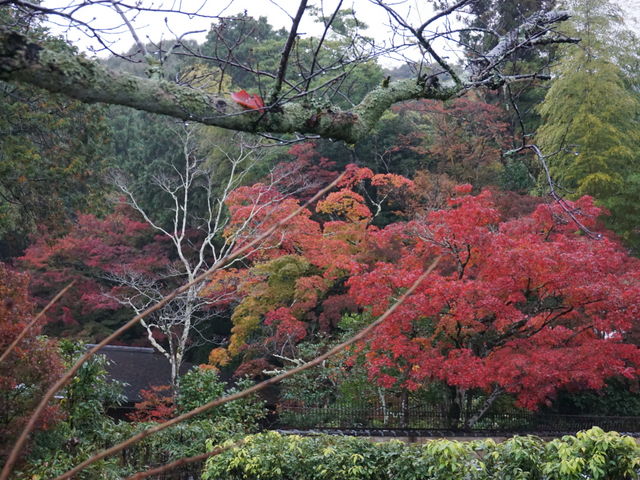 �߂��̍g�t_�F��ቤ�q�_��