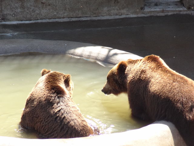 ��������_���a�V�R�F�q��