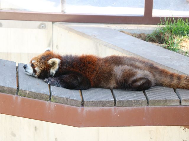 ���b�T�[�p���_�������Q��_���R������