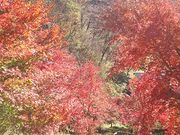 eBbŇȌkJ̍gt̓eʐ^1