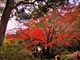 鶴亀松竹梅扇さんの東山植物園の投稿写真4